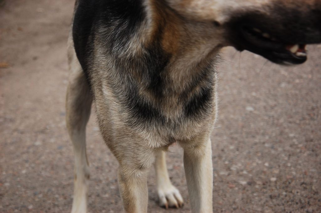 Detailed view of German Shepherd's fur showing texture and color variations.